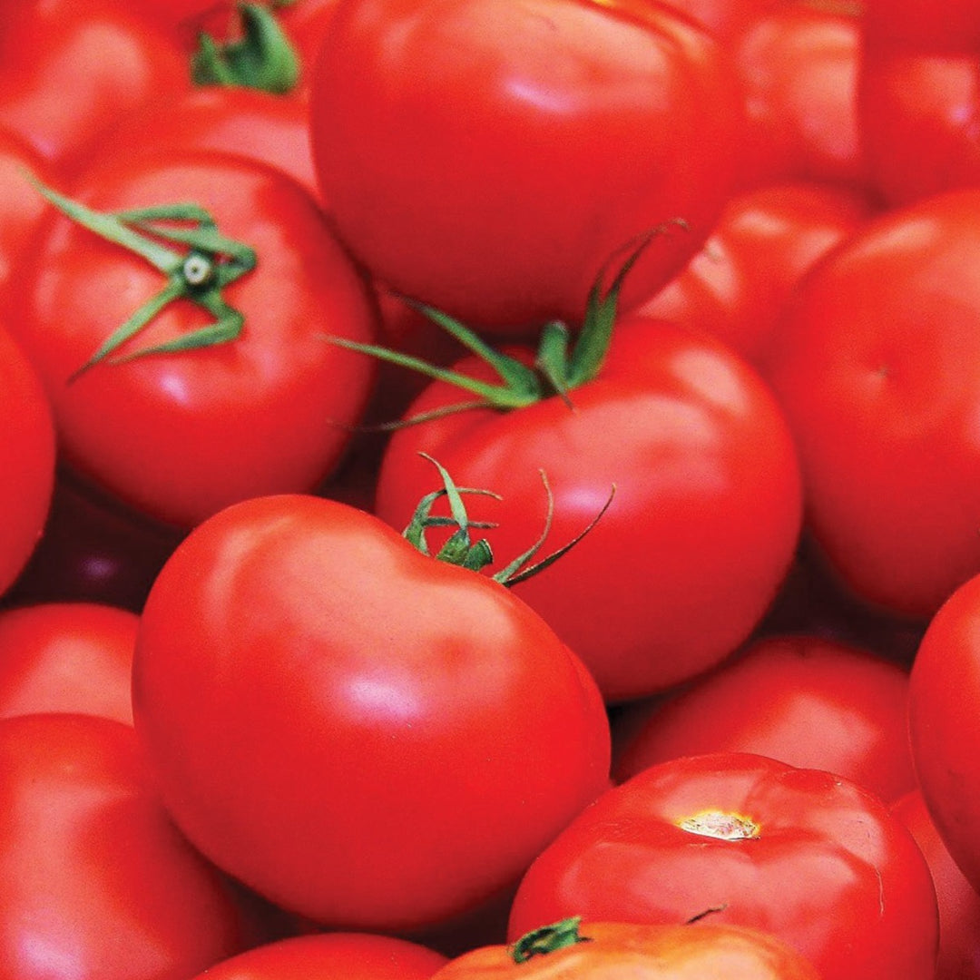 Floridade Tomato
