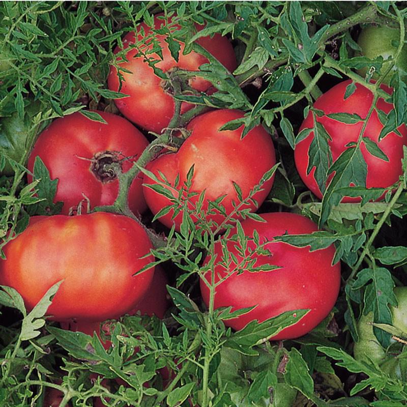 MIgardener Silvery Fir Tree Tomato - Thumbnail 2
