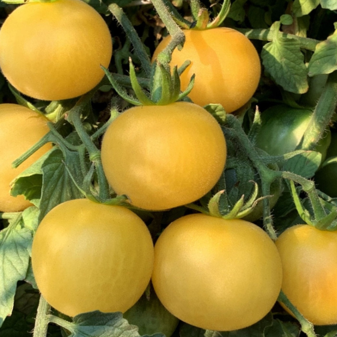 Wapsipinicon Peach Tomato – MIgardener