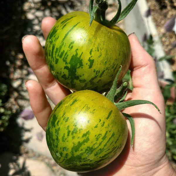 Green Zebra Tomato – MIgardener
