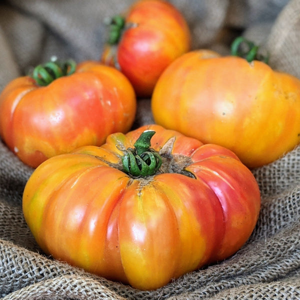 Big Rainbow Tomato – MIgardener