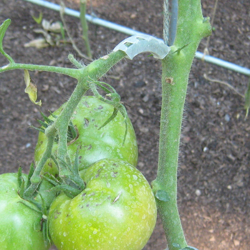 Tomato Saver Truss Supports (20ct.)