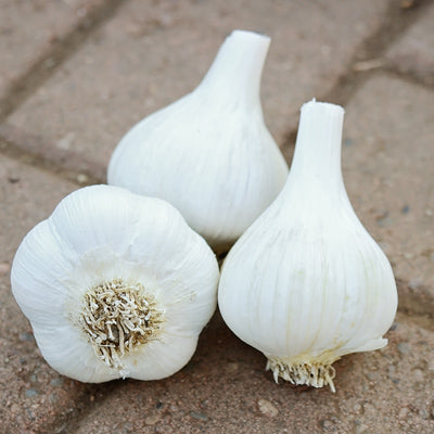 Amish Rocambole (Hardneck) Garlic