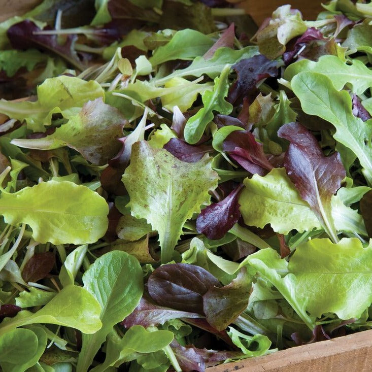 Grow Your Own Artisan Salad Kit