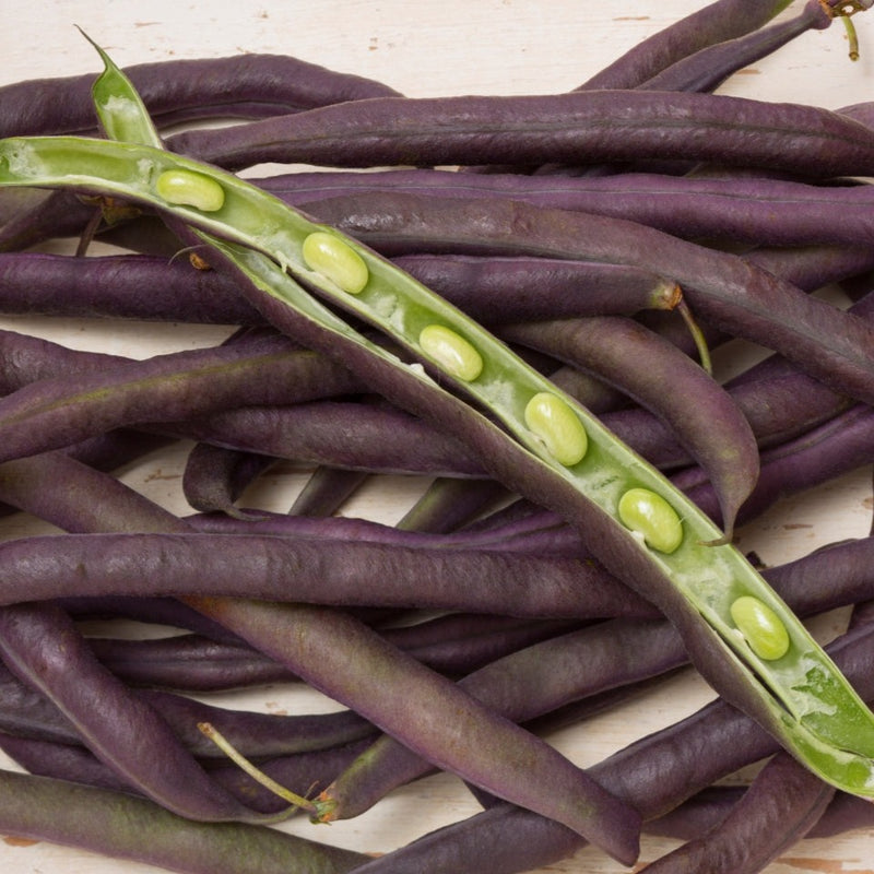 Python Pole Bean Purple Podded Bean (Pole) – MIgardener