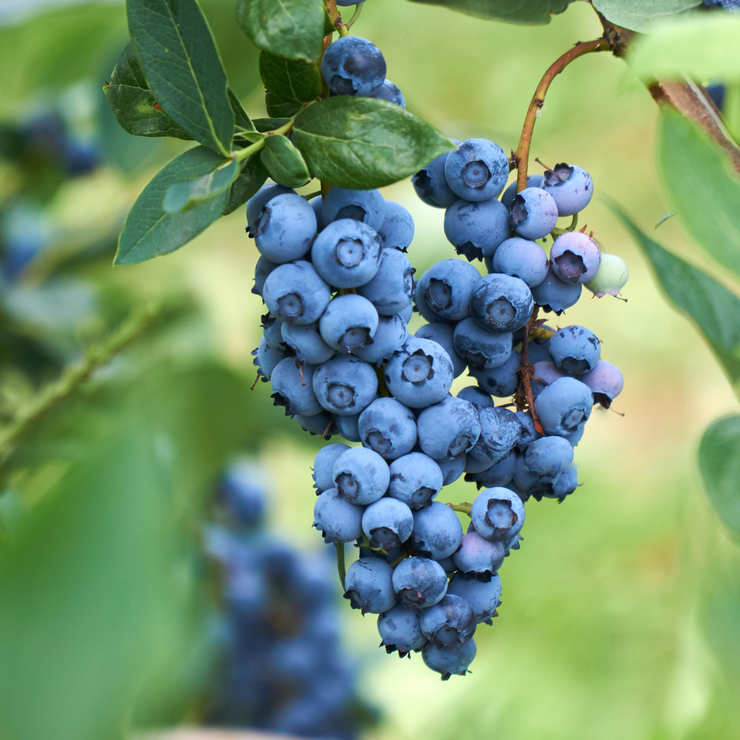 Darrow Blueberry ( 1 Plant)
