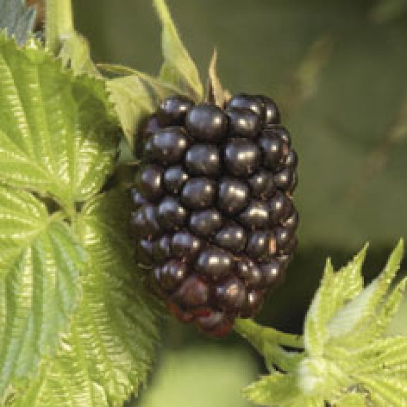 Chester Blackberry (1 Plant)
