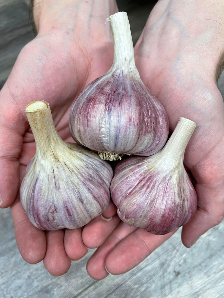 Deerfield (Hardneck) Garlic