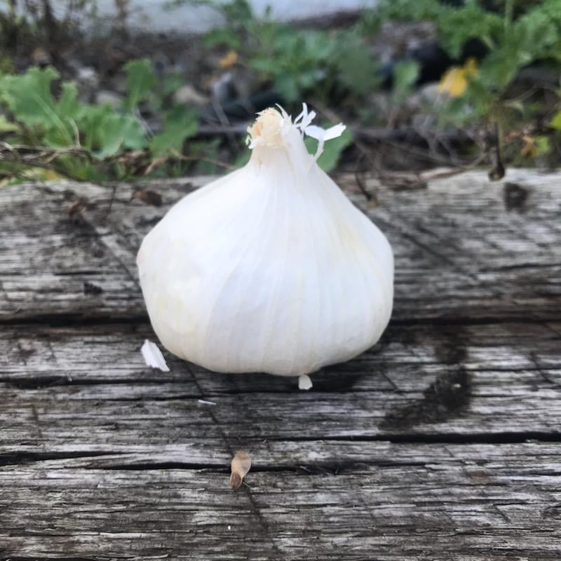 Early Italian (Softneck) Garlic