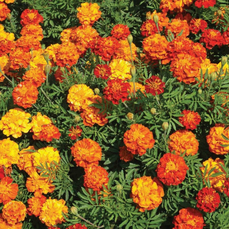 Crackerjack Marigold Mix – MIgardener