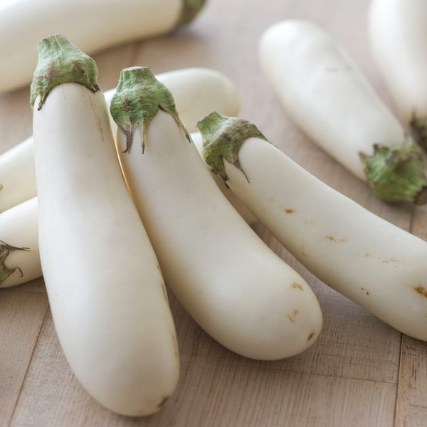 Casper Eggplant – MIgardener