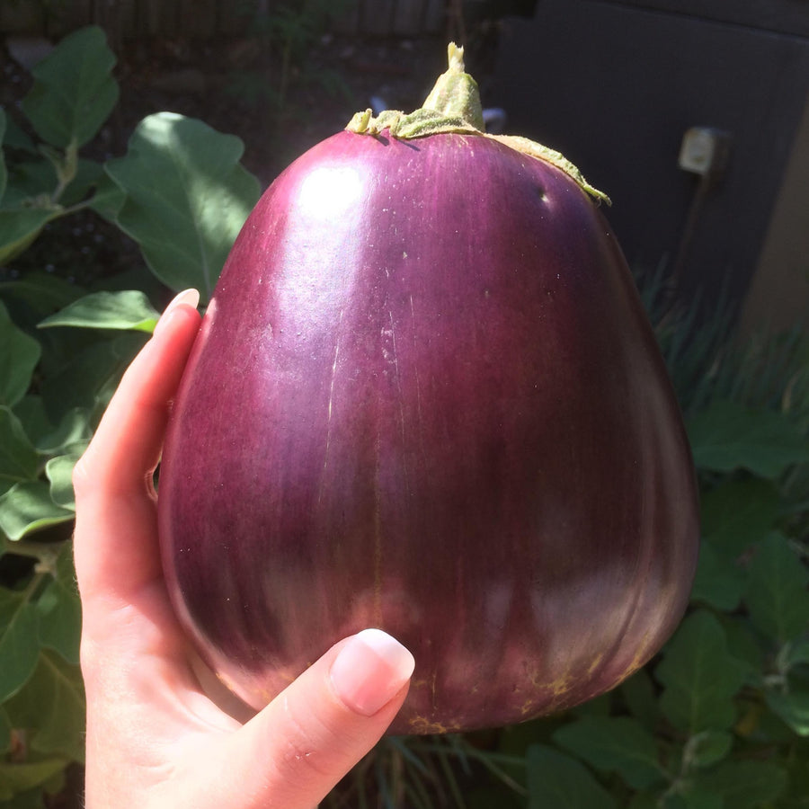 Eggplant – MIgardener