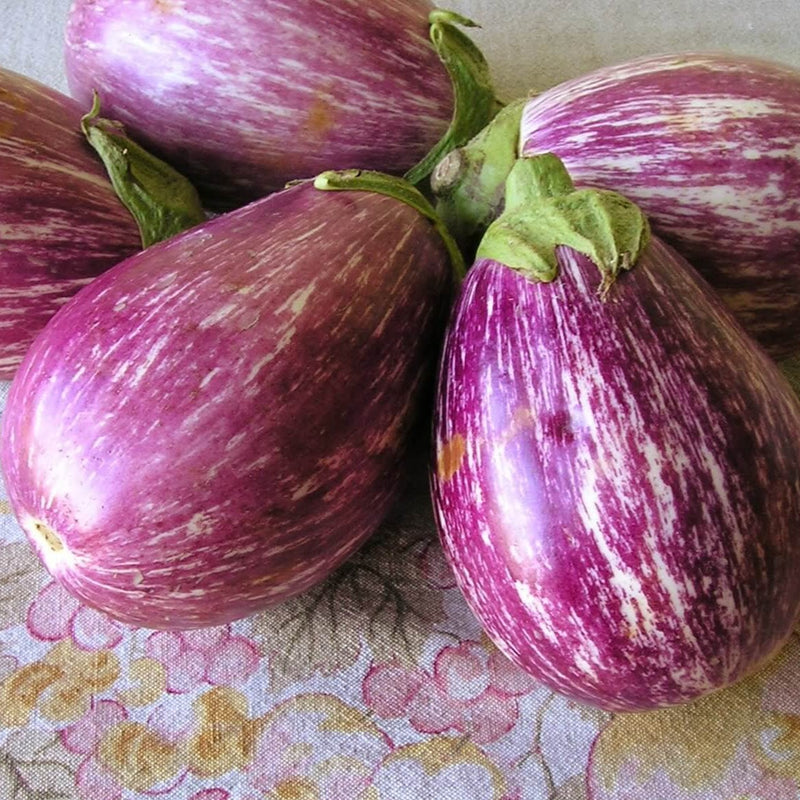 Listda De Gandia Eggplant