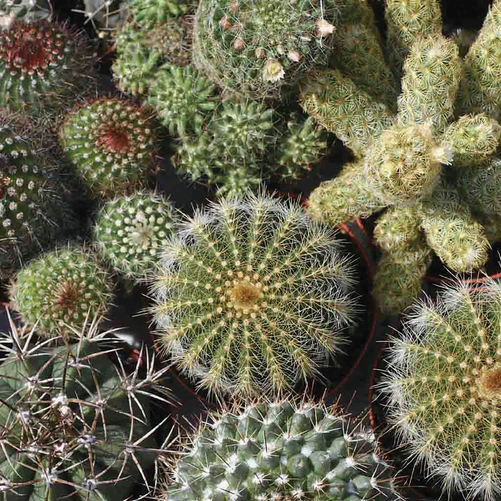 Mixed Cactus – MIgardener