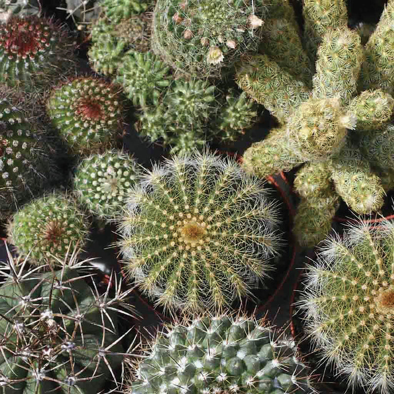 Mixed Cactus