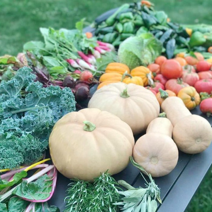 fall garden seed collection Grow Your Own Fall Garden Collection Kit