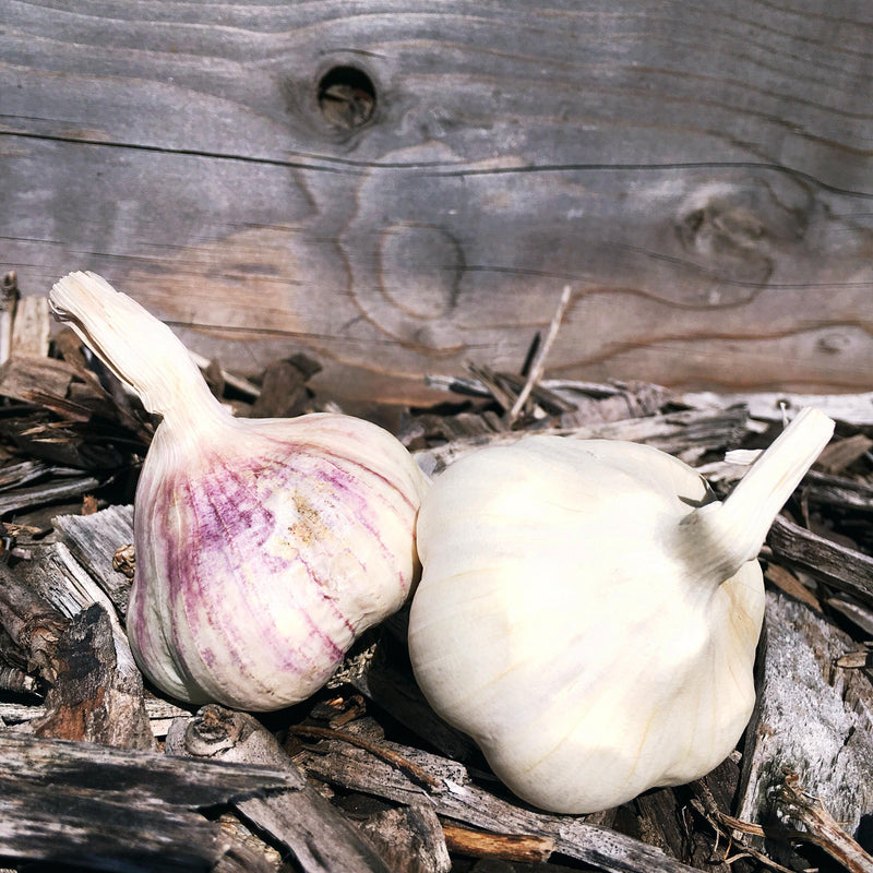 Inchelium Red (Softneck) Garlic