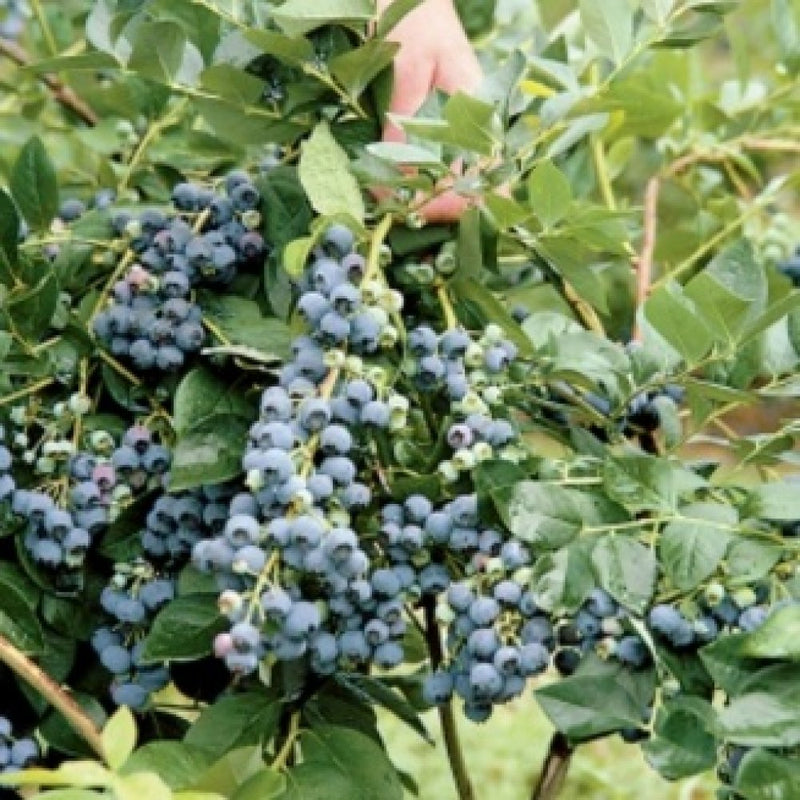 Jersey Blueberry (1 Plant)