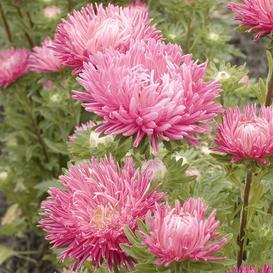 Jewelaster Rose Aster – MIgardener