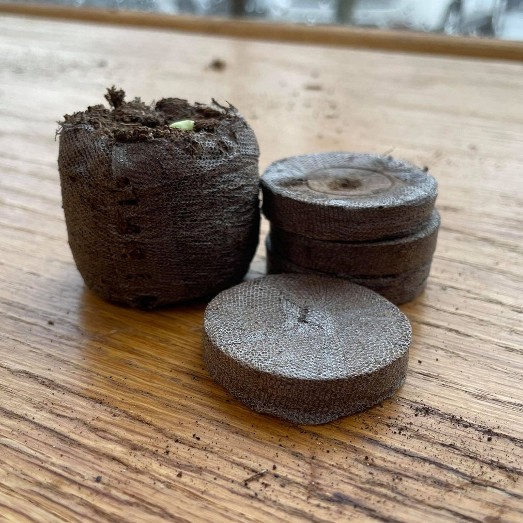 planting seeds in jiffy peat pellets Expandable Jiffy Peat Pellets (10ct.) – MIgardener