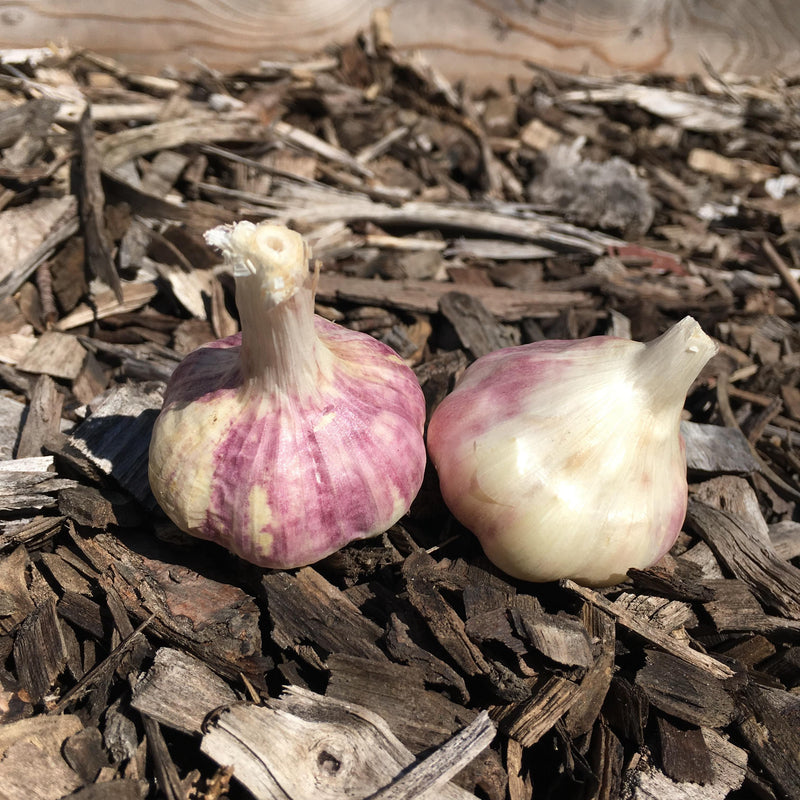 Kettle River (Softneck) Garlic