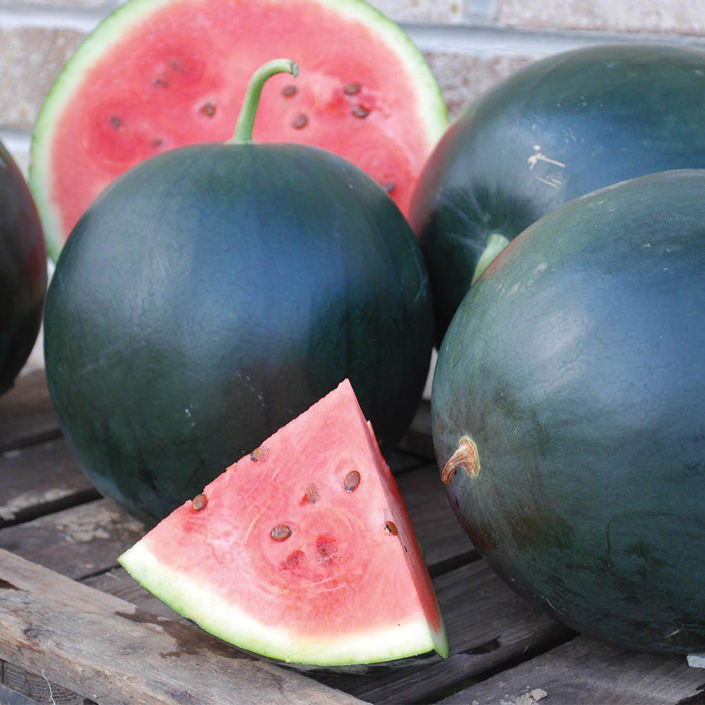 Black Diamond Watermelon Growing