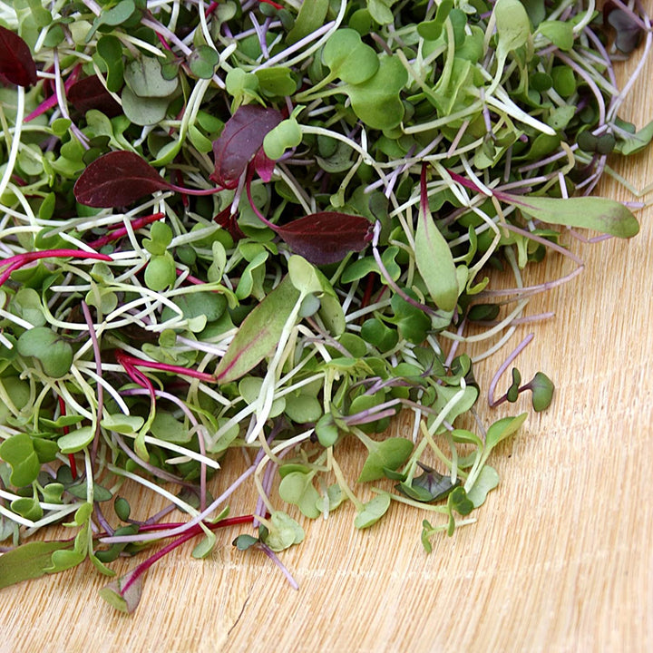 Grow Your Own Microgreen Seeds Kit
