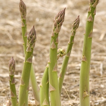 PRE-ORDER: Millennium Asparagus Dormant Crown