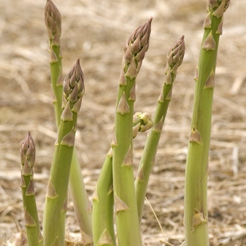 Millennium Asparagus Dormant Plant (4ct)