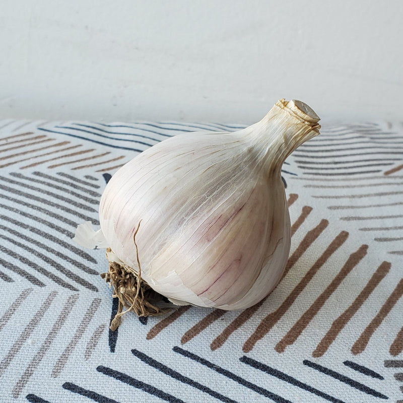 Music (Hardneck) Garlic