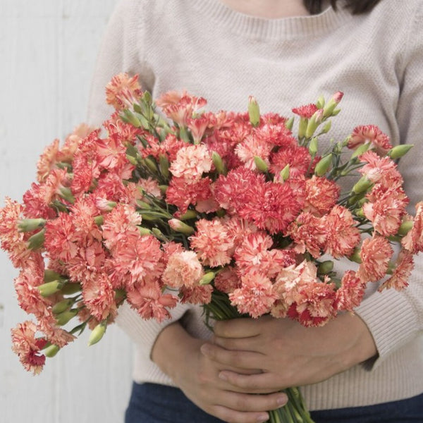 Orange Sherbert Carnation – MIgardener