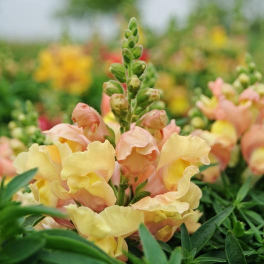 flower♡ LZ FLOWERS - Updated September 2025 - 15 Photos & 10 Reviews