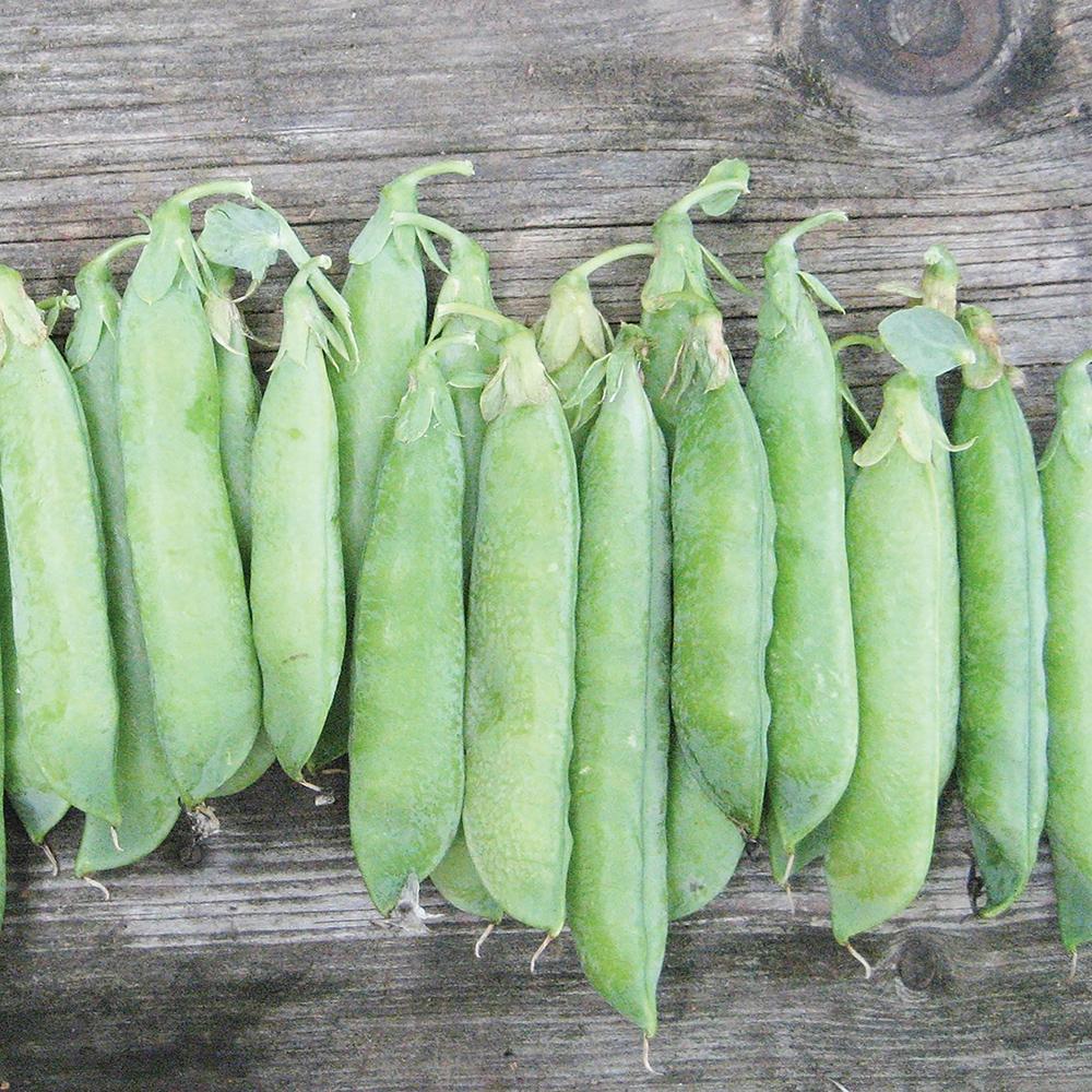 Tall Telephone Pea – MIgardener