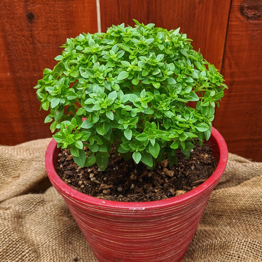 indoor basil plant Piccolino Basil – MIgardener