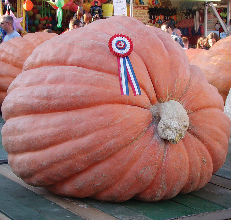 State Fair Winner Giant Pumpkin