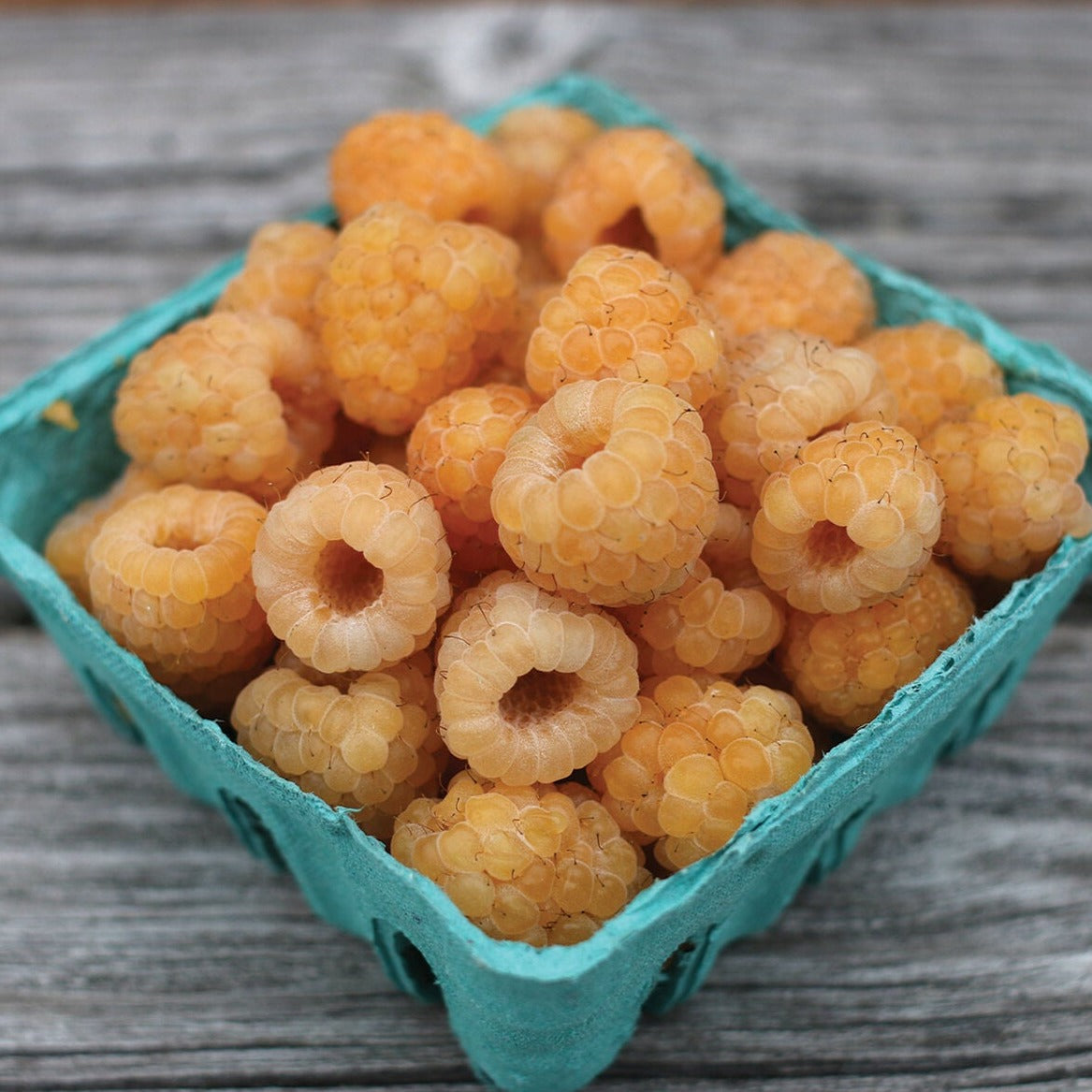 Anne Raspberry – MIgardener