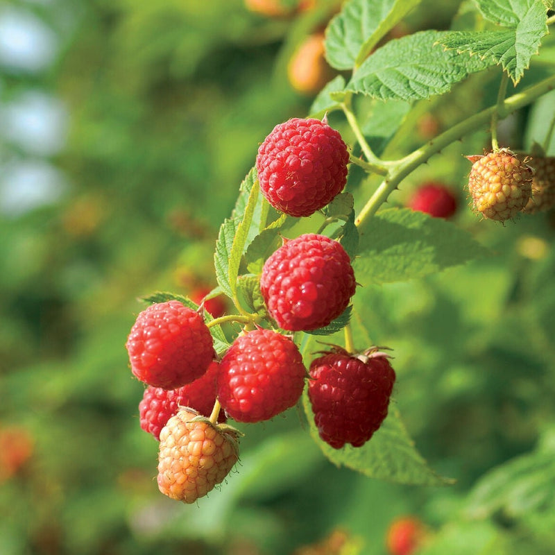 Prelude Raspberry (1 plant)