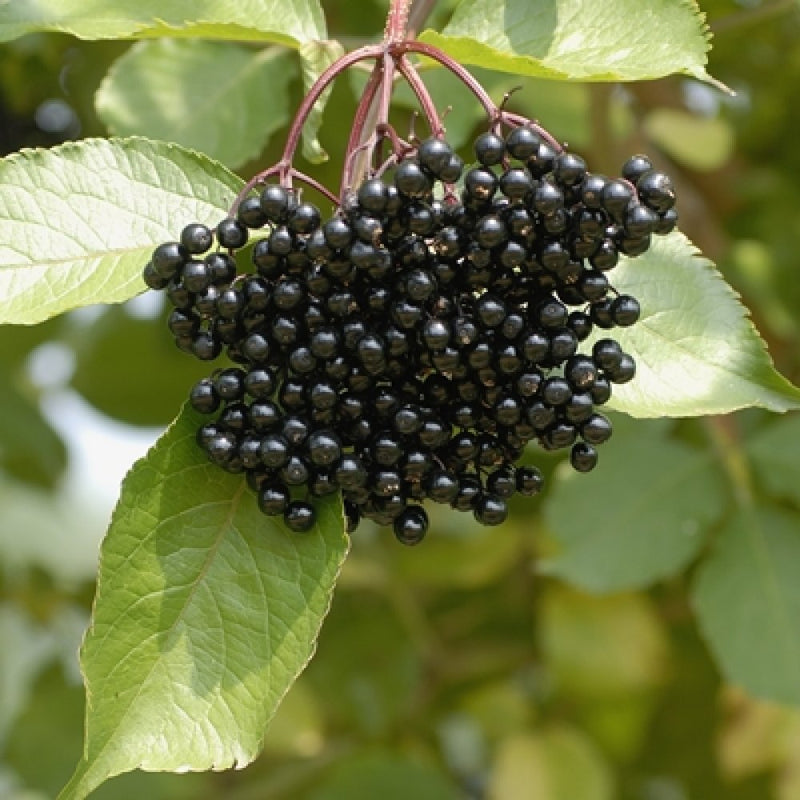 Samyl Elderberry (1 Plant)
