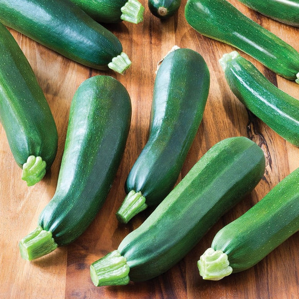 squ12Black_Beauty_Zucchini_Squ