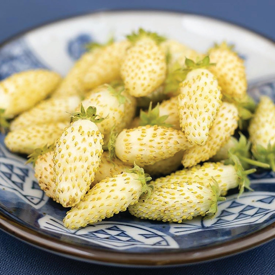 everbearing strawberry seeds for sale Yellow Wonder Strawberry (Everbearing) seeds