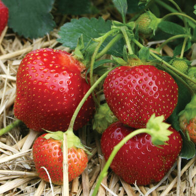 Galletta Strawberry 10 Ct. (Junebearing)