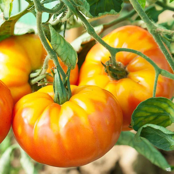 Pineapple Tomato – MIgardener