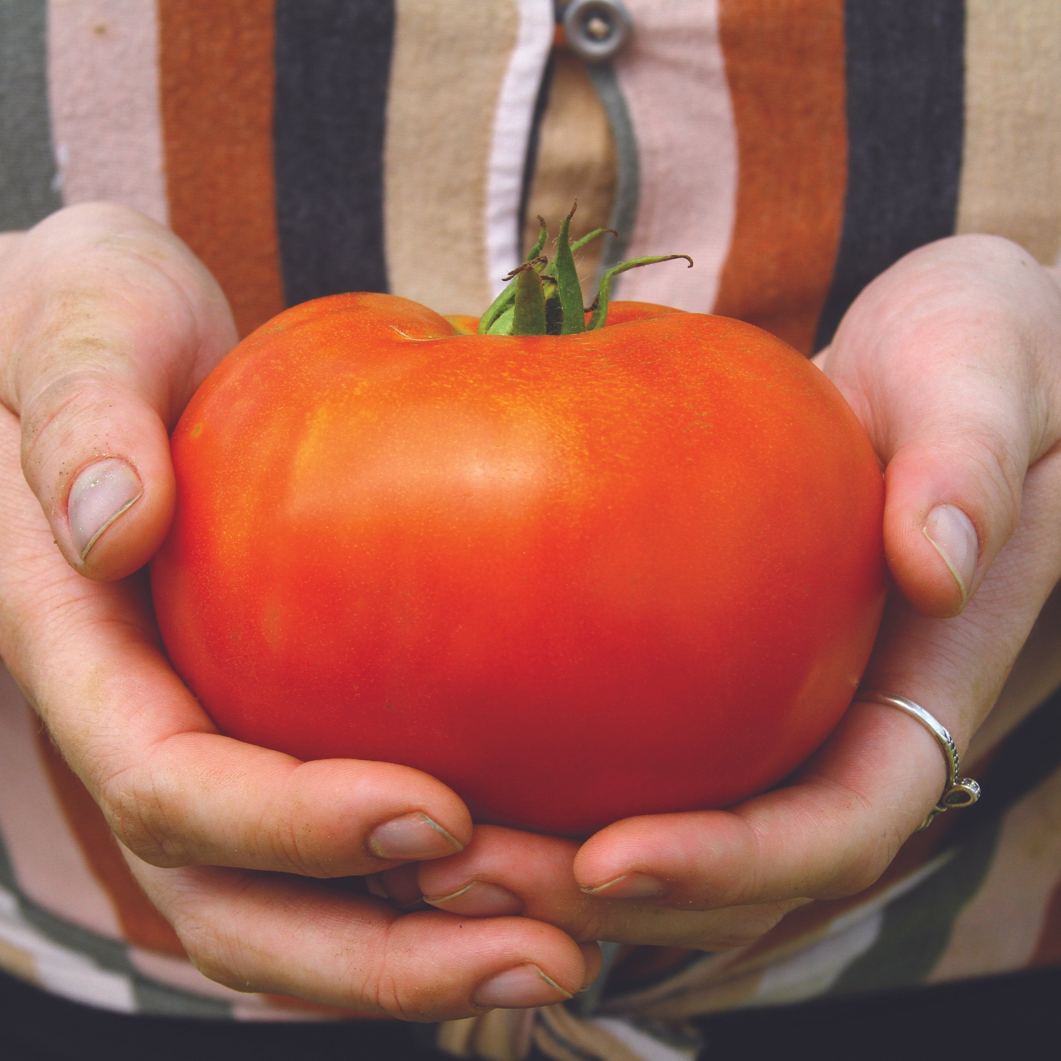 Ivan Tomato – MIgardener