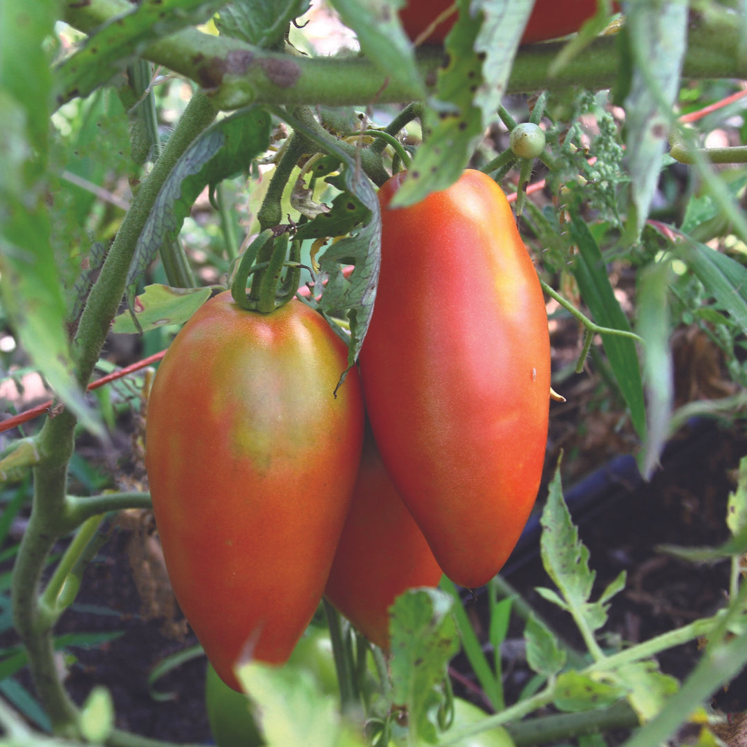 Inciardi Paste Tomato – MIgardener