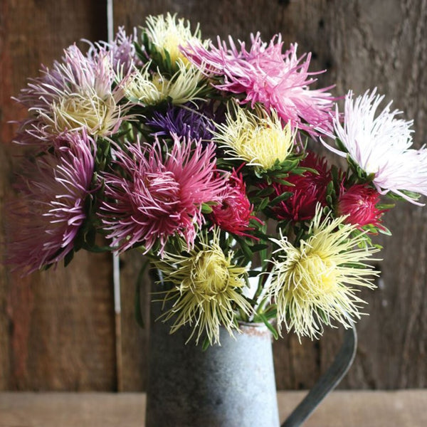 Valkyrie Brunhilde Chamois Mix – MIgardener