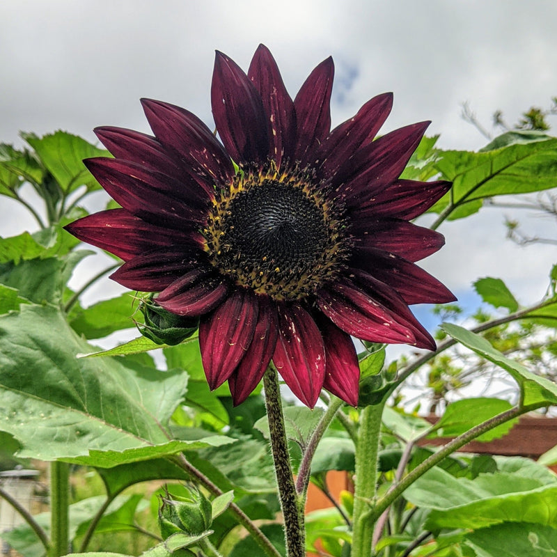 Velvet Queen Sunflower